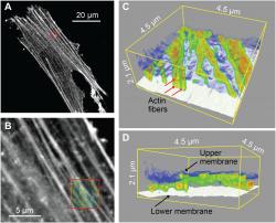 Kombinace konfokálního zobrazování a 3D nanoendoskopie-AFM. (A) Konfokální fluorescenční snímek, na kterém jsou vidět obarvená aktinová vlákna. Aktinová vlákna jsou proteinová vlákna odpovědná za udržování tvaru a vnitřní organizace buňky a udržení vnitrobuněčného transportu. (B) Zvětšený obraz získaný v oblasti označené červeným čtvercem v bodě (A). (C a D) 3D nanoendoskopie-AFM mapy aktinových vláken cytoskeletu získané v oblasti označené červeným čtvercem v (B), kde jsou současně rozlišeny vertikální polohy Z různých aktinových vláken (červené šipky) a horní a dolní buněčné membrány. Poloprůhledný obraz zobrazený červeným čtvercem v (B) odpovídá 2D projekci 3D map zobrazených v (C) a (D). Kredit: Science Advances, 10.1126/sciadv.abj4990