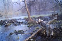 Vlků žije v Černobylu tolik, jako nikde jinde široko daleko. Kredit: Sergey Gashchak.