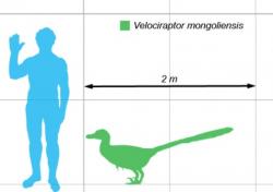 Porovnání velikosti dospělého velociraptora a dospělého člověka. Je evidentní, že se nejednalo o příliš velkého teropoda. Velociraptor dosahoval rozměrů středně velkého psa a na kořist o hmotnosti nad 100 kilogramů už si nejspíš troufal spíše jen ve smečkách. Ve své skutečné velikosti by tedy diváky Jurského parku zřejmě příliš nezaujal. Kredit: Matt Martyniuk; Wikipedie (CC BY 2.5)