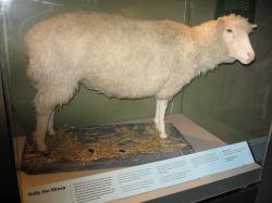 Ovečka Dolly byla po smrti vypreparovaná a dnes je vystavena v National Museum of Scottland. Foto:  Maltesedog, volné dílo.