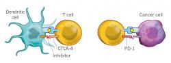Ako fungujú lieky, založené na inhibícii kontrolných ("checkpoint") proteínov: Inhibítory CTLA-4zabraňujú naviazaniu dendritickým bunkám, ktoré by mali odovzdať informáciu cytotoxickým Tlymfocytom, ktoré dokážu ničiť určené nádorové bunky. Inhibítory PD-1 blokujú proteín PD-1,prostredníctvom ktorého sa nádorová bunka bráni naviazaniu cytotoxických T lymfocytov.