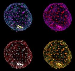 Pokrok v kultivaci lidských embryí vyvolal debaty o etice takového konání.  (Kredit: Alessia Deglincerti, Gist Croft a Ali H. Brivanlou, RU)