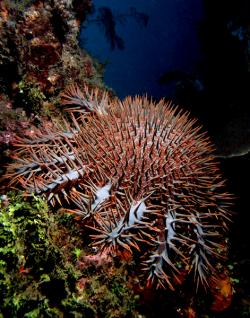 Hvězdice trnová koruna (Acanthaster planci, synonymum trnová koruna nebo hvězdice trnitá). Vyskytuje se v teplejších mořích po celém světě. Má málo přirozených nepřátel, kromě čtverzubce a asi dalších dvou ryb, je to jen plž tritonka indická, která je zřejmě imunní vůči toxickému slizu, kterým je hvězdice pokryta. (Kredit: Nhobgood – Wikipedia, licence CC BY-SA 3.0)