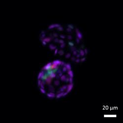 Po odstranění SUMO tagu z proteinů získávají buňky znovu znaky totipotence. Zvládají tvořit jak embryonální buněčnou linii (modrozelená), která dá vzniknout všem typům tkání v těle, tak i extraembryonální buněčnou linii (fialová) z níž  vznikne budoucí placenta.  Kredit: Weizmann Institute of Science.