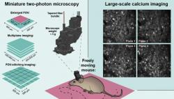 Miniaturním mikroskopem Mini2P lze pomocí regulovatelné čočky snímat různé roviny v různých hloubkách zorného pole pod přístrojem, což umožňuje vytvořit 3D neurální aktivity v dané oblasti mozkové kůry. Kredit: Weijian Zong et al.: Resource Large-scale two-photon calcium imaging in freely moving mice; Cell 2022 https://doi.org/10.1016/j.cell.2022.02.017