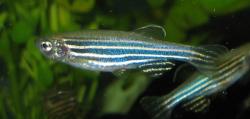 Danio pruhované (Danio rerio), zebrafish. Kredit: Azul.