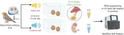 Grafický abstrakt experimentu sekvenování RNA u embryí zebřiček.  Embrya zebřiček byla vystavena opakovanému přehrávání záznamu zpěvu samičky ( n = 10) a rovněž kontrolnímu zvuku ( n = 9) od 10. dne inkubace (E10) do E13. Odběr hypotalamické tkáně proběhl 14. den, následovalo sekvenování RNA a analýza. Zdroj: Subba, P. (2026). CC-BY 4.0 .