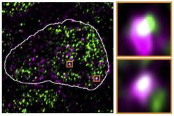 Fluorescenční mikroskopický snímek: v jádře myších kmenových buněk se molekuly RNA reaktivovaných endogenních retrovirů (fialové) objevují na stejných místech jako kondenzáty s RNA polymerázou (zelené). Kredit: Asimi et al. Nature Genetics, 2022