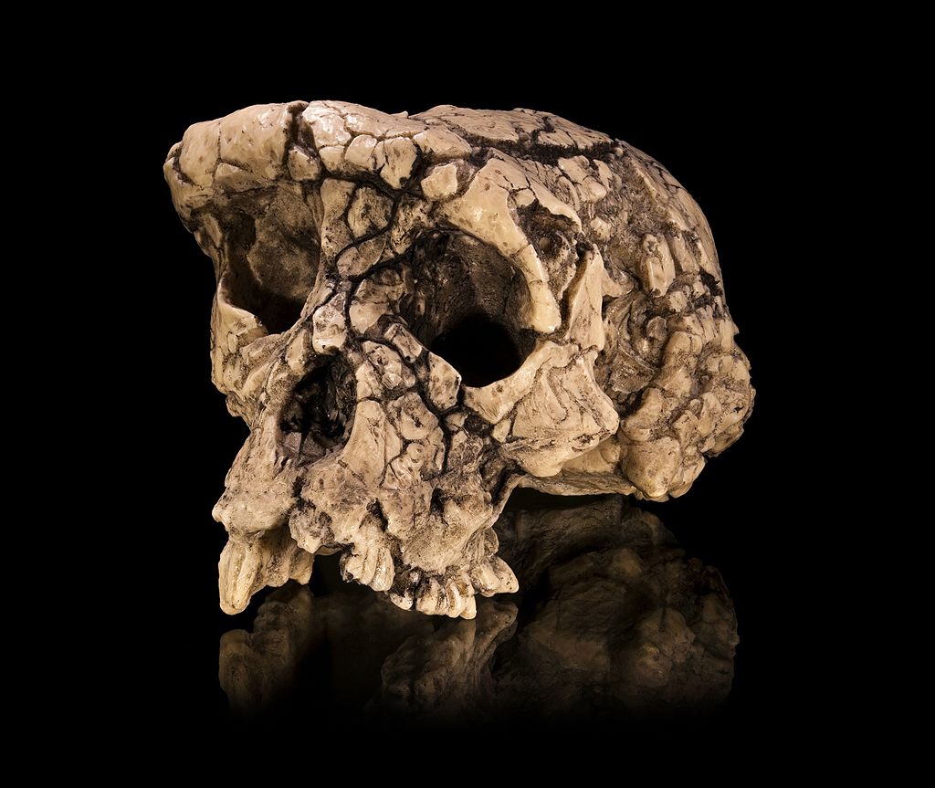 Z afrického vyhynulého hominida Sahelantropa se nám zachovala lebka, čelist a zuby. Nyní se ukázalo, že evropský Graekopiték byl ještě starší. Kredit Didier Descouens , Wikipedia, CC BY-SA 4.0