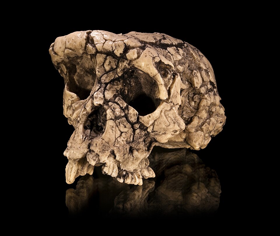 Sahelanthropus tchadensis - poslední společný předek moderních lidí a lidoopů přezdívaný Touma?, měl mozkovnu jen kolem 400 ml, šplhal po stromech. I když to po dvou zkoušel jen občas, smích ani jemu nejspíš nebyl cizí. Kredit:Didier Descouens CC BY-
