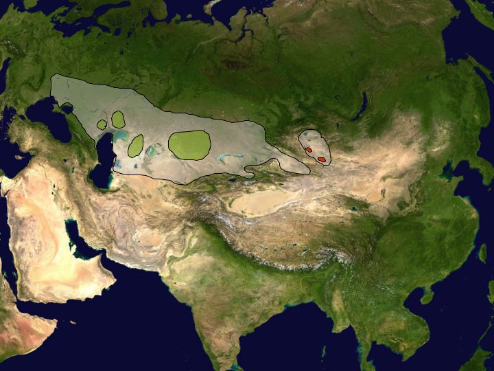 RozĹˇĂ­Ĺ™enĂ­ sajgy na poÄŤĂˇtku 18. stoletĂ­ a dnes. Kredit: Altaileopard / Wikimedia Commons