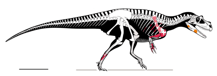 Rekonstrukce kostry italského teropoda druhu Saltriovenator zanellai. S délkou až 7,5 metru a hmotností kolem 1,5 tuny představoval prvního skutečně velkého teropodního dinosaura. Jeho zhruba stejně velký (ale mnohem slavnější) severoamerický příbuzn