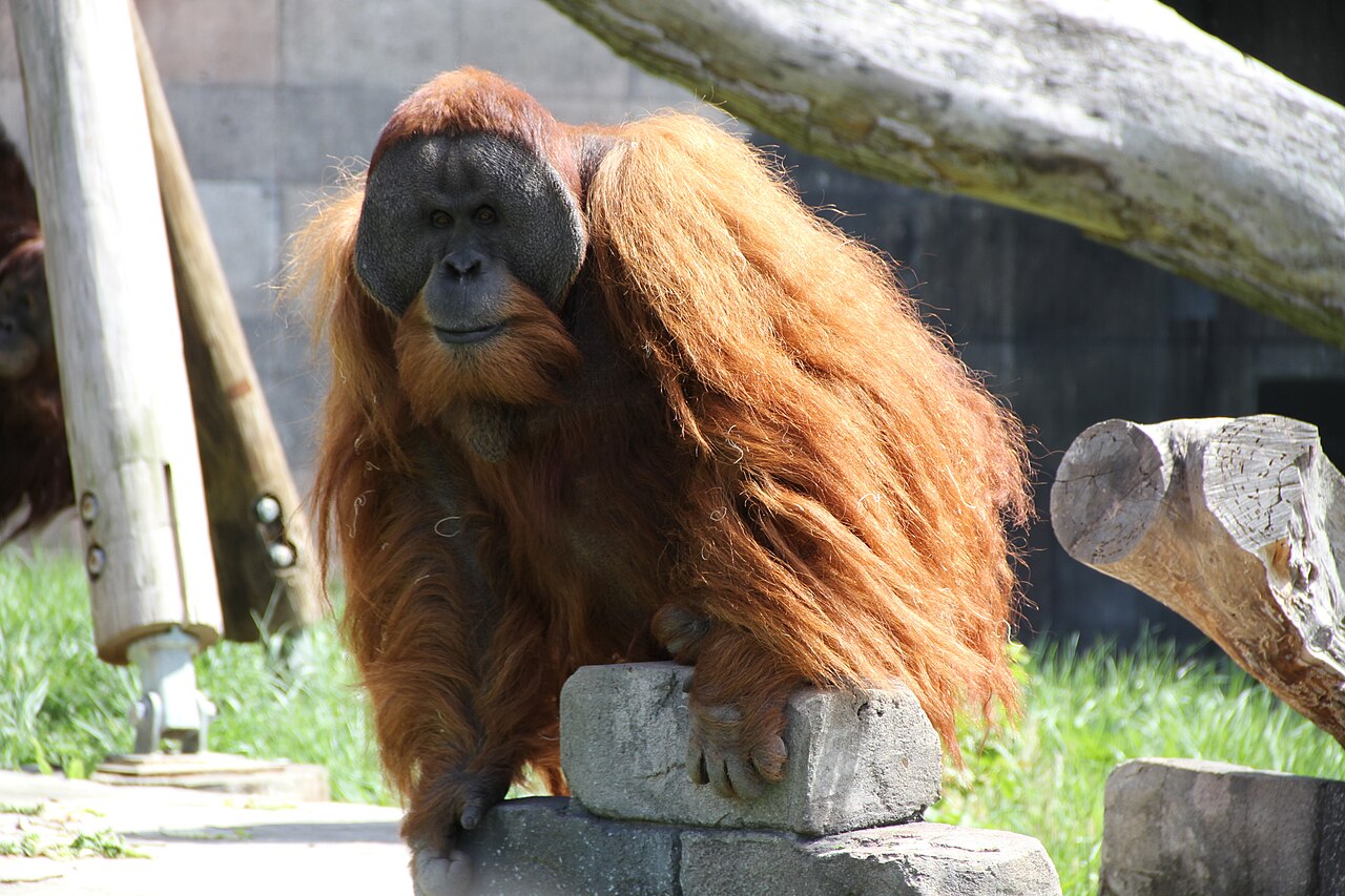 Samec orangutana sumaterského. (Kredit:  Andrew Regan,  Wikipedia, CC BY-SA 3.0) 