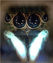 Samička Cosmophasis umbratica se svými svítícími makadly. (Kredit: Daiqin Li, Národní universita Singapur).