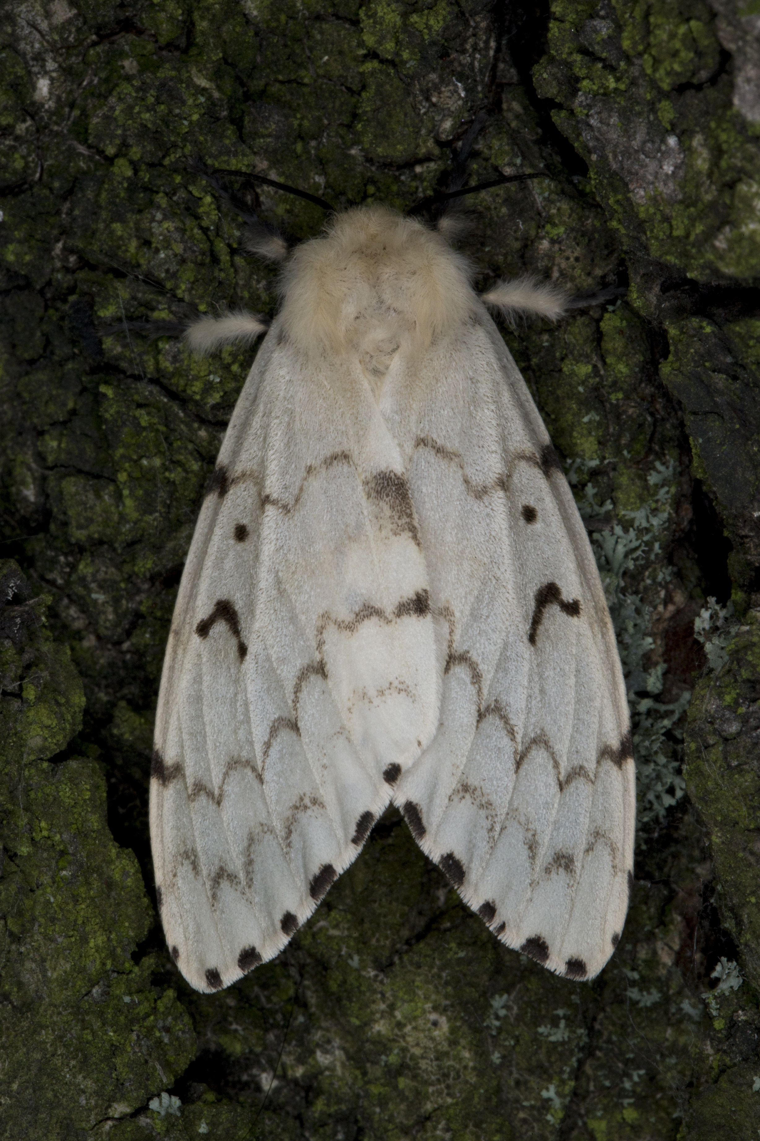 Bekyně velkohlavá, ve většině světa známá pod jménem gypsy moth, působí kalamity i u nás. Trvají vždy tři až čtyři roky a zhruba po 10 až 20 letech se opakují. Holožír pak postihuje jak lesní porosty, především duby, tak i stromy ovocné. Na snímku je