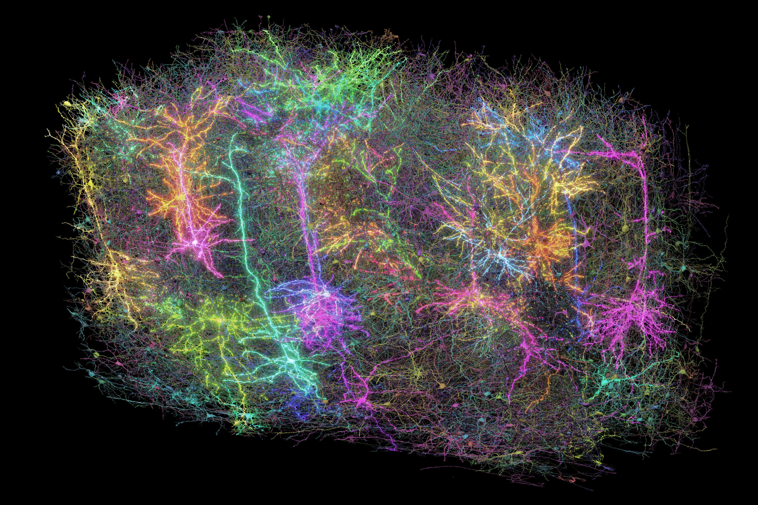 Zmapovaný kousek myšího mozku. Kredit: Forrest Collman/Allen Institute.
