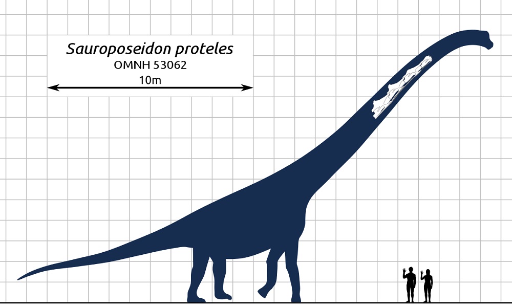 Rekonstrukce přibližného tvaru těla a velikosti druhu Sauroposeidon proteles. Tento gigantický sauropod z období spodní křídy obýval území dnešních amerických států Wyoming, Oklahoma a Texas v době před asi 112 miliony let. Na základě velikosti jeho 