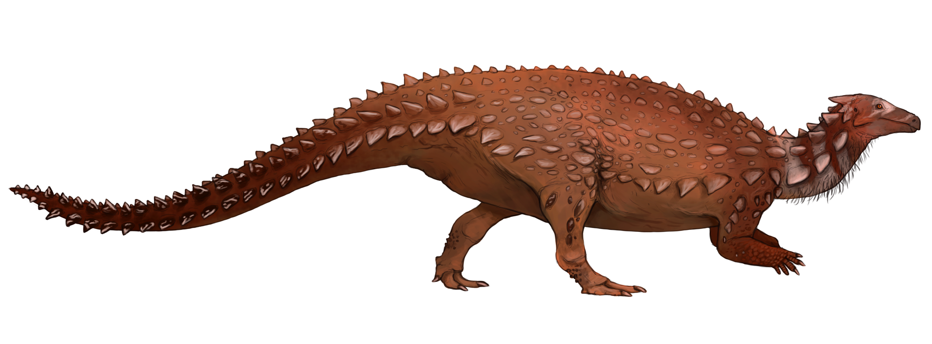 Moderní rekonstrukce vzezření vývojově primitivního ptakopánvého dinosaura druhu Scelidosaurus harrisonni. Tento menší příbuzný pozdějších ankylosauridů byl objeven již v polovině předminulého století, teprve v posledních několika letech však byl dos
