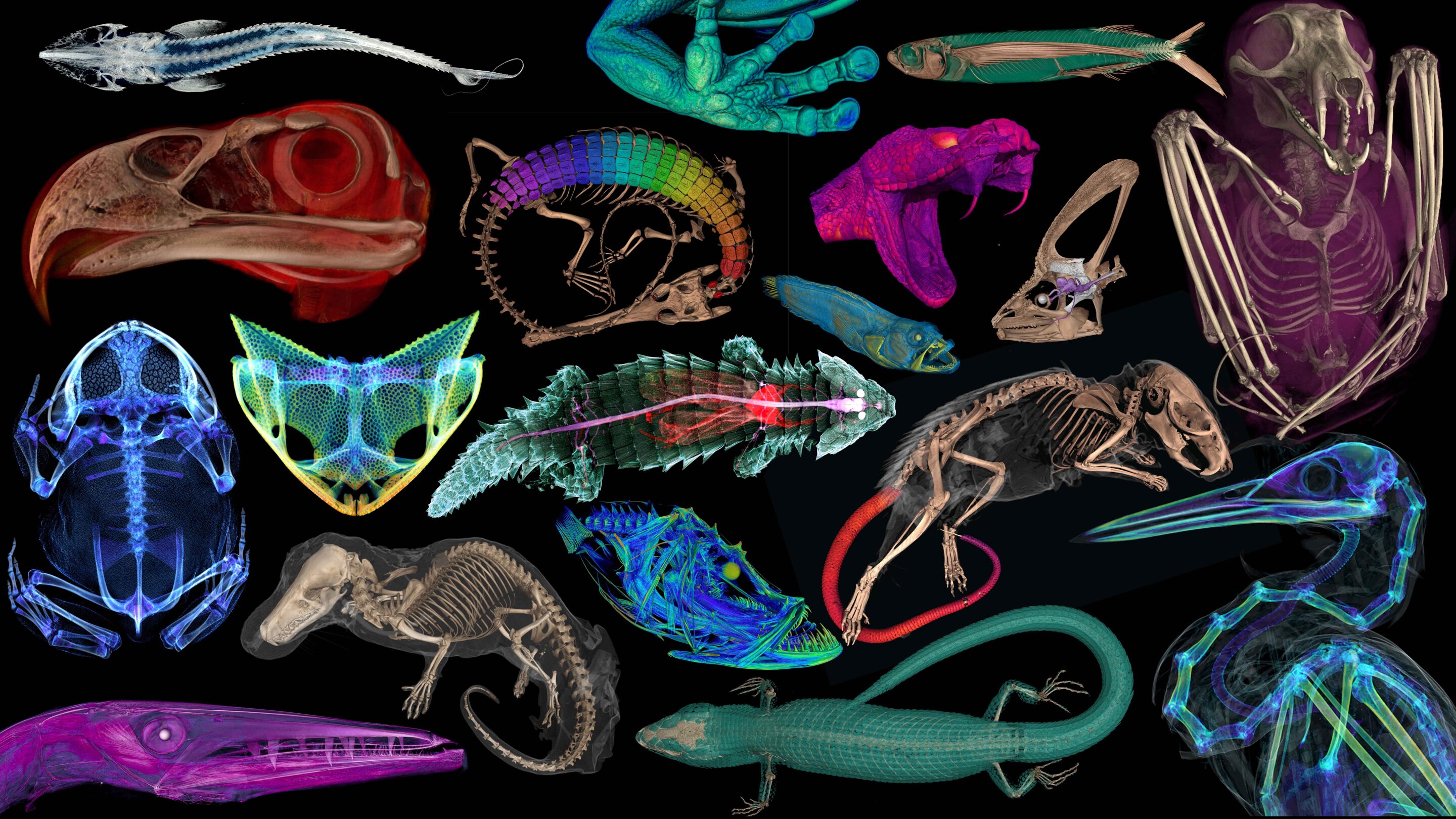 Muzeum ve 3D. Kredit: openVertebrate.