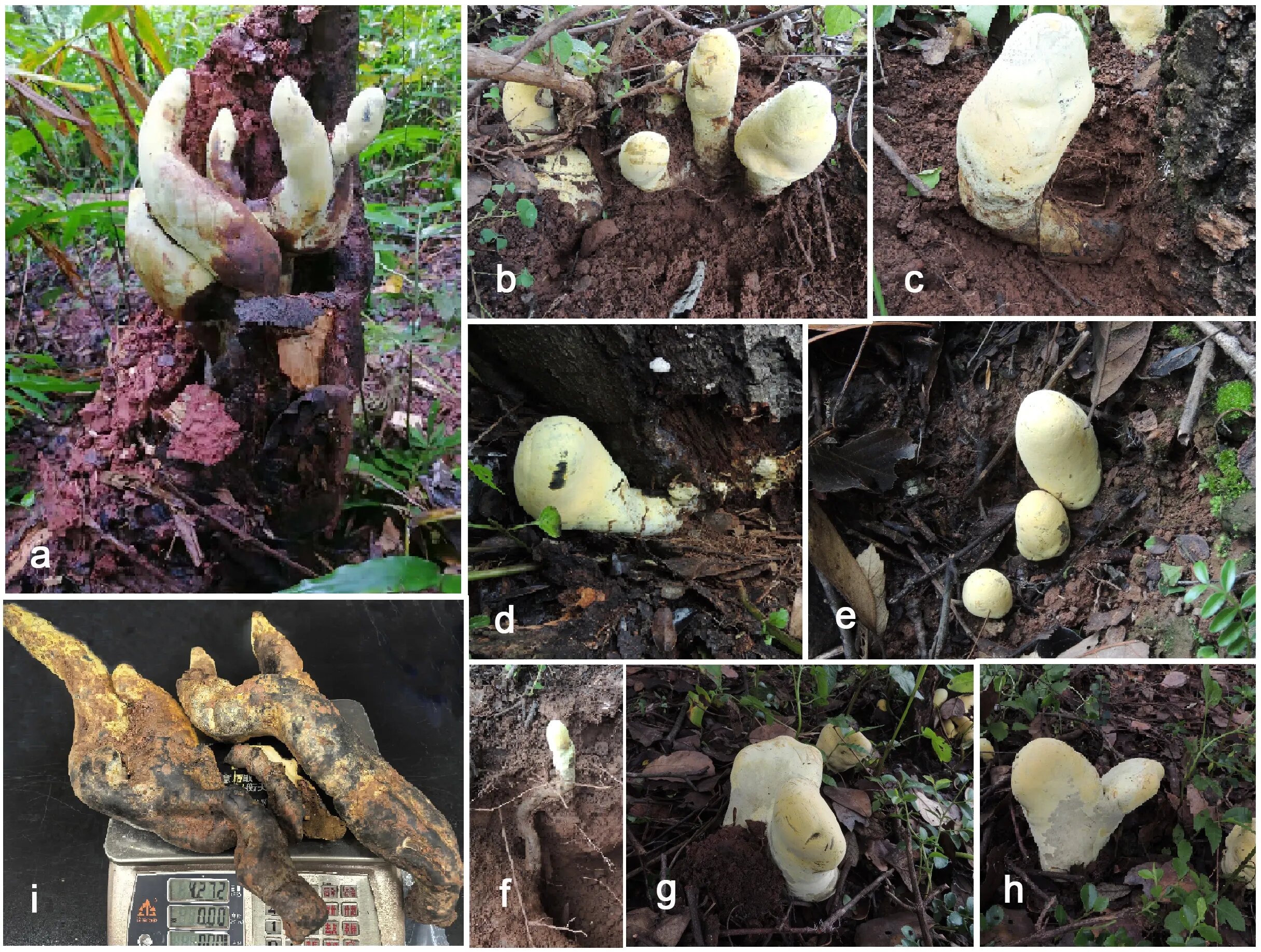 D-rex v plné kráse. Kredit: Song et al. (2026), Frontiers in Fungal Biology.