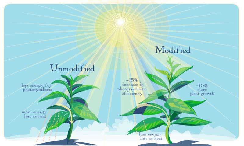 Tak, jak pĹ™edpovÄ›dÄ›l poÄŤĂ­taÄŤ, novĂ© geneticky modifikovanĂ© rostliny rychleji zaÄŤnou vyuĹľĂ­vat energii sluneÄŤnĂ­ho svÄ›tla ve chvĂ­lĂ­ch, kdy se listy dostanou do ÄŤĂˇsteÄŤnĂ©ho stĂ­nu a zvĂ˝ĹˇĂ­ svou produkci o vĂ­ce neĹľ deset procent. (Kr