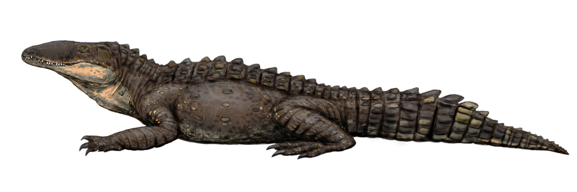 Sebekosuchidi byli menší až velcí krokodylomorfové (krokodýlovití plazi), vzdáleně příbuzní dnešním krokodýlům. Objevili se již koncem křídové periody a byli tedy současníky posledních neptačích dinosaurů. Na rozdíl od nich ale velké vymírání na konc