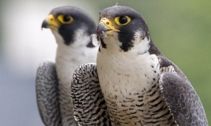 Sokol stÄ›hovavĂ˝ (Falco peregrinus). PĹ™es vĹˇechny nĂˇstrahy velkomÄ›sta si zachovĂˇvĂˇ monogamnost. (Kredit: Stephanie Ware, The Field Museum)