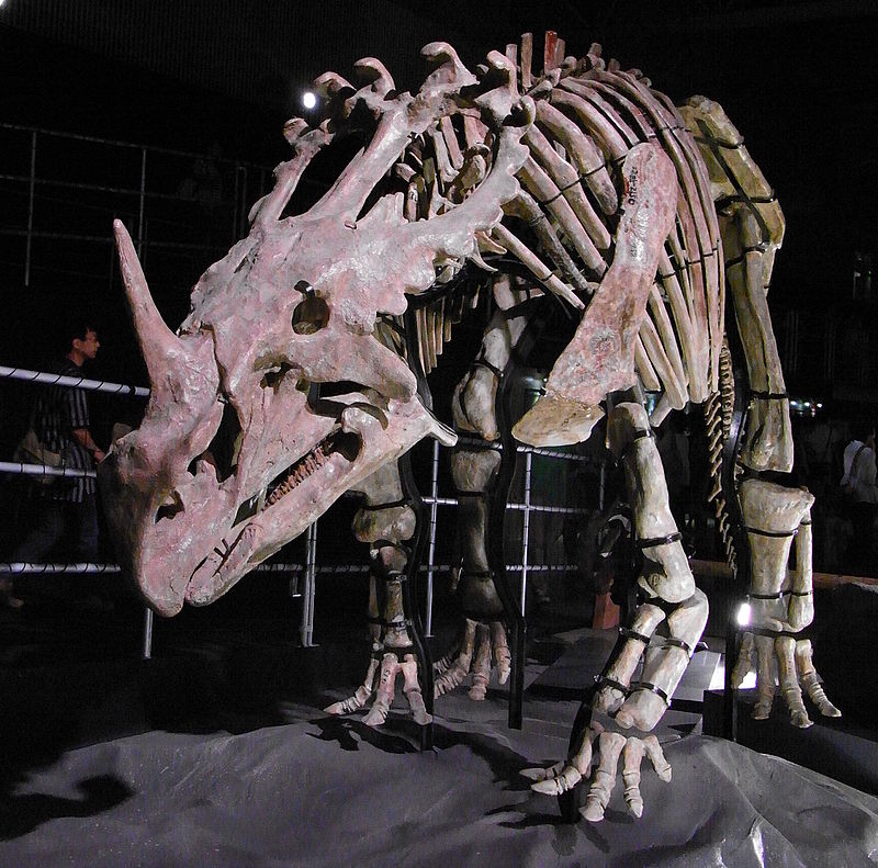 Mezi vĂ˝znamnĂ© objevy v oblasti ÄŚu-ÄŤcheng patĹ™Ă­ i vzĂˇcnĂ˝ pĹ™Ă­klad asijskĂ©ho ceratopsida, druhSinoceratops zhuchengensis. Dosahoval dĂ©lky asi 6 metrĹŻ a hmotnosti kolem 2 tun. VÄ›decky popsĂˇn byl v roce 2010. Kredit: Kumiko, Wikipedie