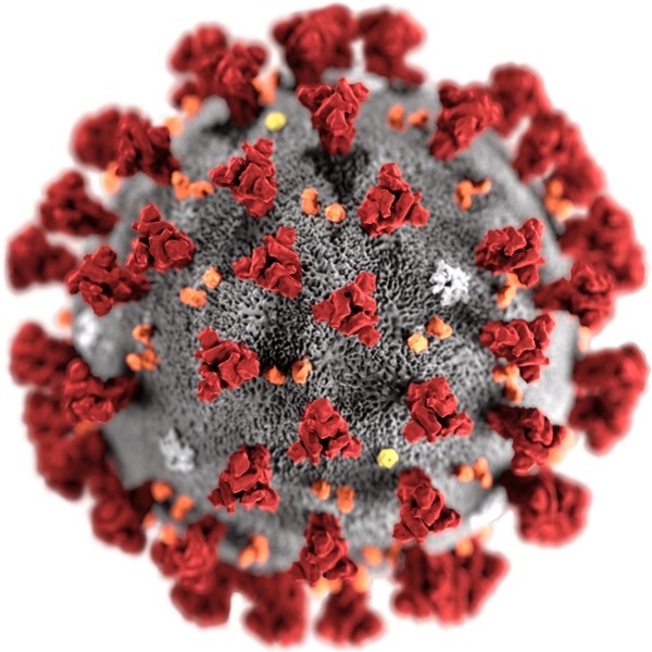 Model koronaviru Wuhan z dílny americké CDC. Kredit: CDC.