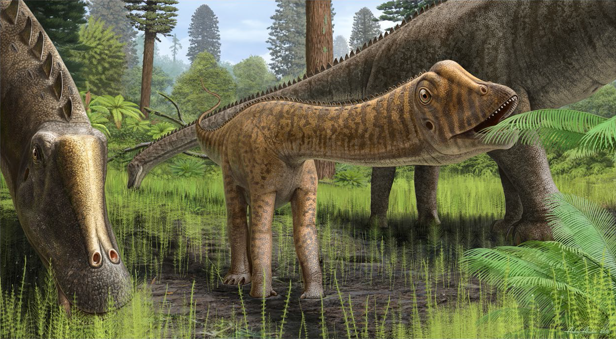 Mládě diplodokidního sauropoda (exemplář CMC VP14128; možná přímo rodu Diplodocus), jehož fosilie byly objeveny v lokalitě Mother’s Day Quarry na jihu Montany. Výzkum vnitřní struktury jeho pokožky naznačuje, že mohl být původně skutečně zbarvený doh