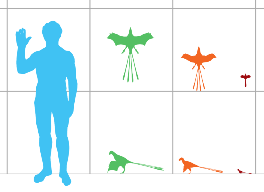 Velikostní srovnání některých skanzoriopterygidů s člověkem. Zelená silueta je druh Yi qi, oranžová Epidexipteryx hui a červená Scansoriopteryx heilmanni. Nový druh Ambopteryx longimanusbyl při délce 32 centimetrů a hmotnosti kolem 306 gramů jen o tr