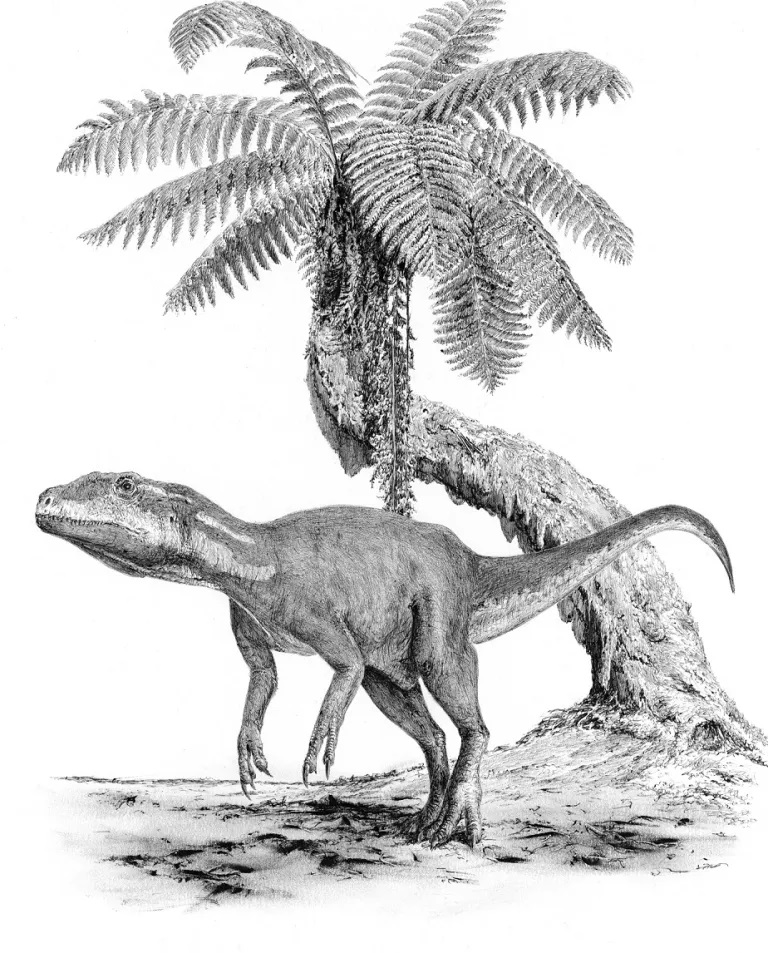 Přibližná podoba alosauroidního teropoda druhu Metriacanthosaurus parkeri, žijícího v období počínající pozdní jury na území současné západní Evropy. Jméno tohoto teropoda se krátce objevilo i v prvním filmovém Jurském parku. Kredit: Vladimír Rimbala