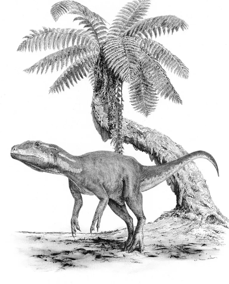 Přibližná podoba alosauroidního teropoda druhu Metriacanthosaurus parkeri, žijícího v období počínající pozdní jury na území současné západní Evropy. Jméno tohoto teropoda se krátce objevilo i v prvním filmovém Jurském parku. Kredit: Vladimír Rimbala
