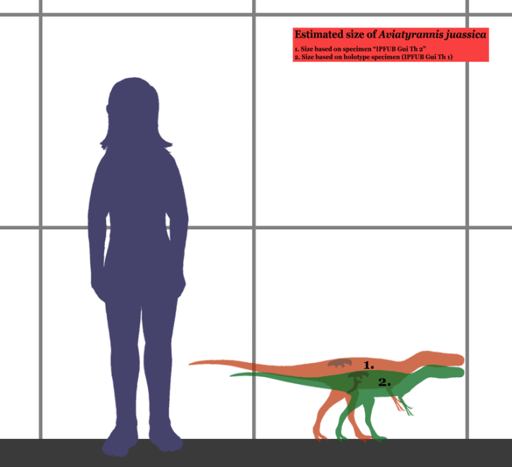 Obrázek znázorňující předpokládané tělesné rozměry dvou jedinců druhu Aviatyrannis jurassica. Tento malý portugalský teropod žil zhruba o 90 milionů let dříve než jeho vzdálený příbuzný T. rex. Byl asi desetkrát kratší a zhruba 1500krát lehčí, než je