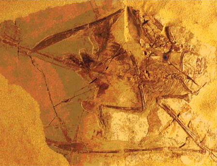Holotyp druhu S. pilosus, na jehož základě byl tento druh ptakoještěra v roce 1971 formálně popsán. Celkem je známo sedm exemplářů, z nichž dva vykazují přítomnost pykno-vláken (u ostatních byly tyto útvary rovněž přítomny, ale nedochovaly se ve fosi