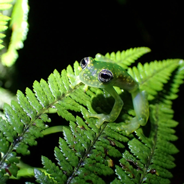 Rosněnka středoamerická, Panama. Kredit: Douglas Woodhams / Smithsonian Tropical Research Institute.