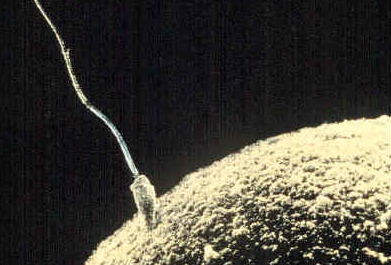 Roli pošťáka v doručování těchto dodatečných a k genům nadstavbových informací, hrají jak vajíčka tak i spermie.