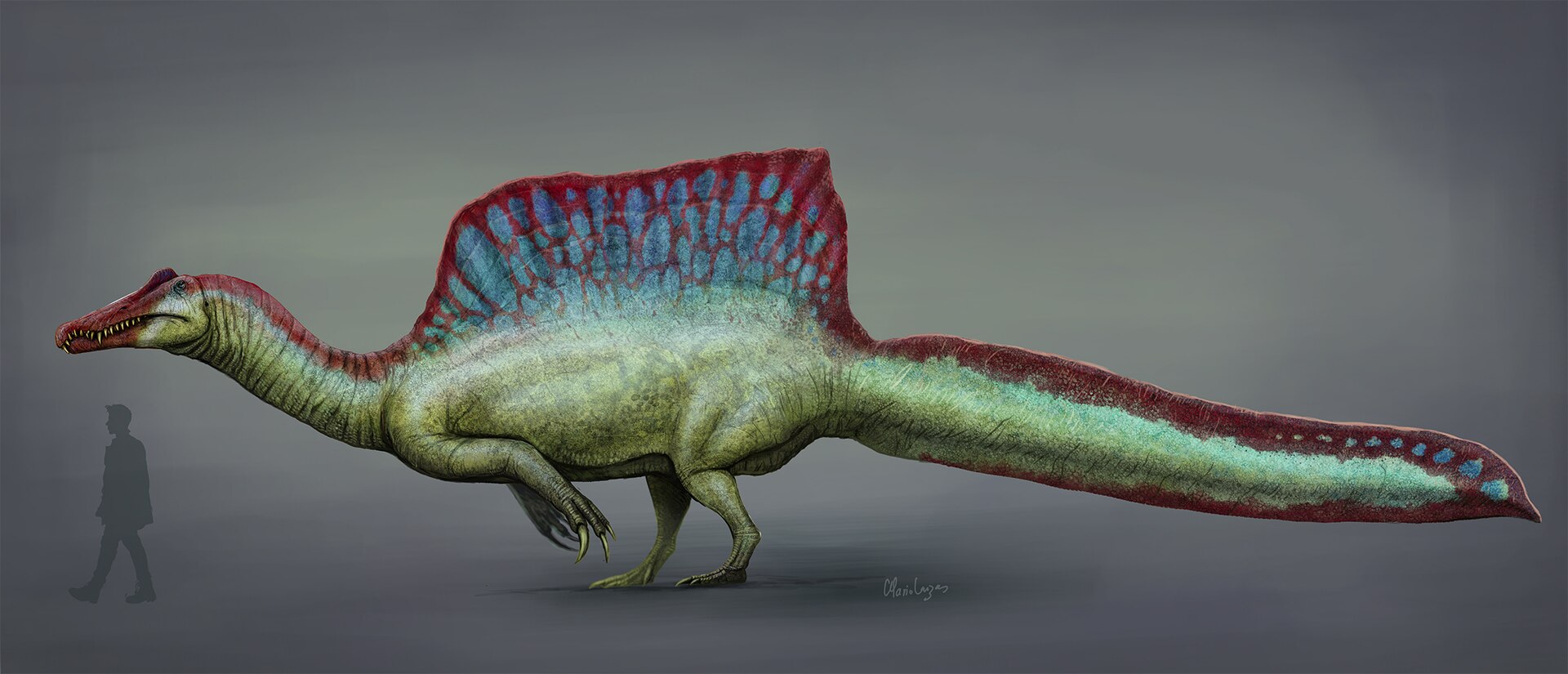 Moderní rekonstrukce přibližného vzezření obřího teropoda druhu Spinosaurus aegyptiacus. Jeho hřbetní plachta mohla být pestře zbarvená a sloužit k signalizaci i vnitrodruhové komunikaci. Kredit: Mario Lanzas; Wikimedia Commons (CC BY-SA 4.0)