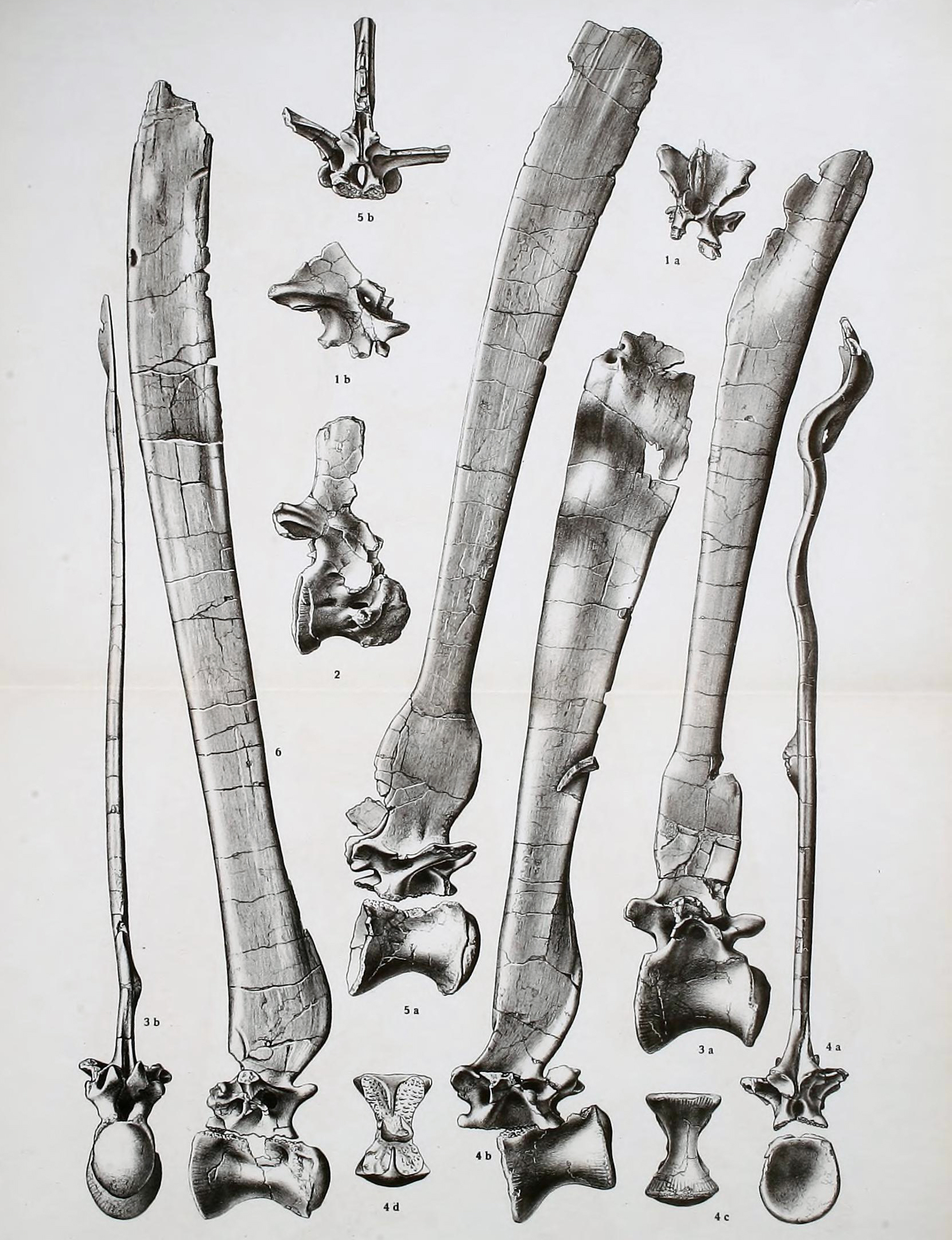 Ilustrace dorzálních obratlů typového exempláře spinosaura od německého paleontologa Ernsta Stromera z roku 1915. Fosilie objevil o několik let dříve v Egyptě český rodák německého původu Richard Markgraf. Kredit: Ernst Stromer; Wikimedia Commons (vo