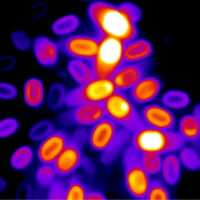Mikroskopický snímek několika bakteriálních spor s jejich elektrochemickým potenciálem barevně odlišeným podle jeho síly. Kredit: Süel Lab — Kaito Kikuchi a Leticia Galera