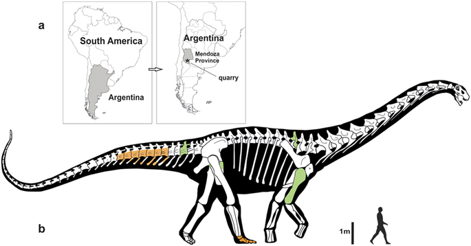 Silueta argentinskĂ©ho titanosaura (Notocolossus), kterĂ©mu se mongolskĂ˝ sauropod mohl podobat.  (Kredit: GonzĂˇlez Riga et al., web Nature.com)