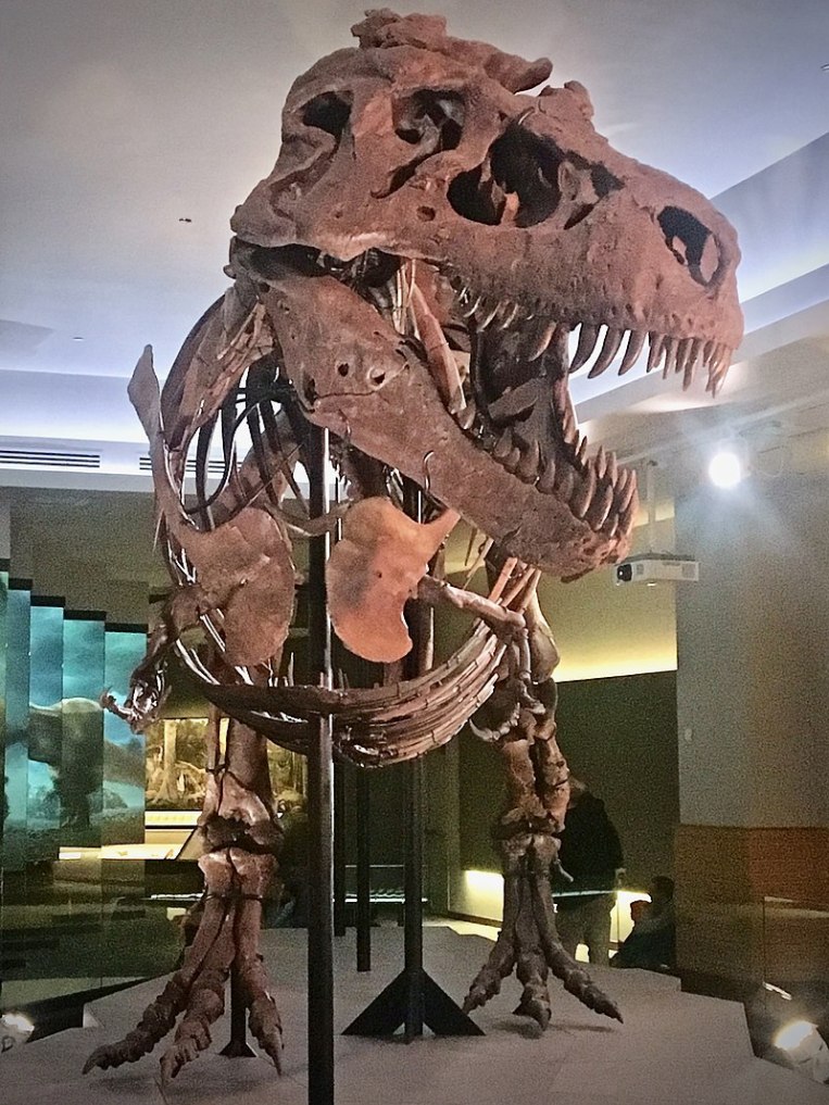 Slavnější a kompletnější jedinec zvaný „Sue“ byl objeven o rok dříve (1990) na území Jižní Dakoty. S odhadovanou hmotností téměř 8,5 tuny je dnes druhým největším známým jedincem tyranosaura. Zde aktualizovaná podoba kostry po celkové rekonstrukci z 