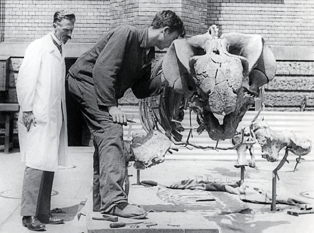 Slavný německý paleontolog Friedrich von Huene popsal v roce 1941 domnělého polského sauropoda pod jménem Succinodon putzeri. Zemřel ve svých 94 letech v roce 1969, proto se již nemohl dozvědět, že se ve skutečnosti jednalo o fosilii raně paleogénníc