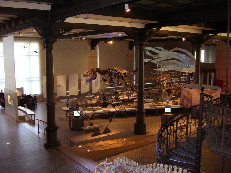 Pohled na část haly s fosiliemi dinosaurů a dalších pravěkých obratlovců, expozice Královského belgického institutu přírodních věd. „Stan“ patří nepochybně ke zlatým hřebům této expozice, spolu se slavnými bernissartskými iguanodony. Vlastní snímek a