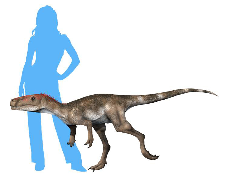 Jedním z nejstarších známých dinosaurů je vývojově primitivní teropod druhu Staurikosaurus pricei, žijící v době před 233,2 milionu let na území současné Brazílie. Stejně jako ostatní jeho současníci z ekosystémů souvrství Santa Maria žil právě v dob