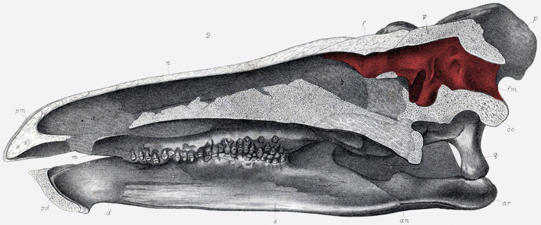Průřez lebkou a znázornění mozkové dutiny u ptakopánvého dinosaura druhu Stegosaurus stenops. Červeně vyznačená mozkovna měla přibližně objem mandarinky, což je k celkové velikosti těla tohoto dinosaura (délka až 9 metrů, hmotnost kolem 5 tun) velmi 