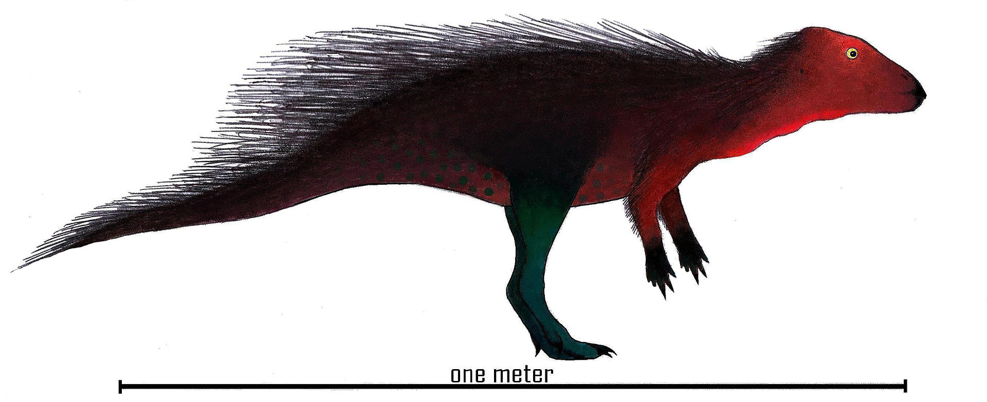 Rekonstrukce přibližné podoby stenopelixe jako vývojově primitivního ceratopse (archaického rohatého dinosaura). Tento asi 1 až 1,5 metru dlouhý a kolem 10 kilogramů vážící býložravý dinosaurus obýval území současného Německa v období rané spodní kří