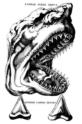Trojúhelníkovité zuby obřích žraloků druhu C. megalodon byly známé již ve starověku. Dlouhou dobu kolovaly legendy, že se jedná o zkamenělé jazyky nebo zuby lidožravých čarodějnic. Zde ilustrace dánského kněze a přírodovědce Nicolause Stena z roku 16