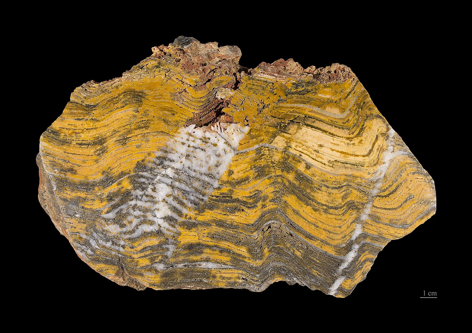 Takhle se zapsal stromatolit do horniny z období Paleoarcheanu. Podobné vzory bude rover Perseverance hledat. Kredit: Wikimedia Commons CC BY-SA 4.0