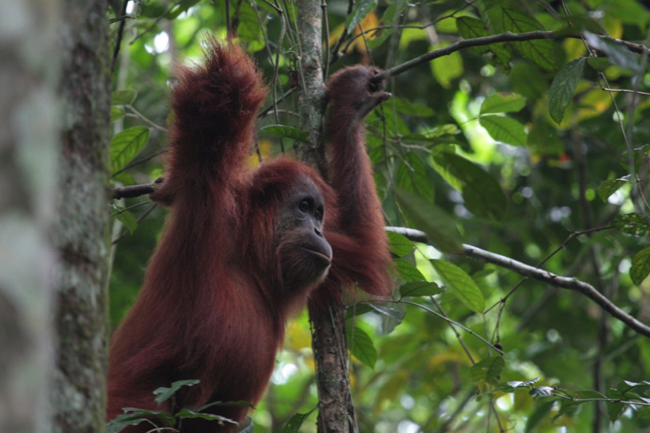 Ti bez lĂ­mcĹŻ svĂ© syÄŤenĂ­ modulujĂ­ pomocĂ­ rukou. Orangutan z vĂ˝zkumnĂ© stanice Ketambe. Orangutan sumaterskĂ˝ (Pongo abelii) je jeden ze dvou druhĹŻ orangutanĹŻ. Ĺ˝ije pouze na indonĂ©skĂ©m ostrovÄ› Sumatra. Je vzĂˇcnÄ›jĹˇĂ­ neĹľ orangutan born